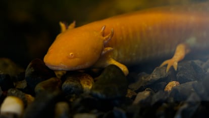 Un ajolote en el Zoológico del Bosque de Chapultepec, en enero de 2023.