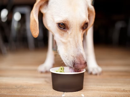 Gelati Ernesto heladería para perros