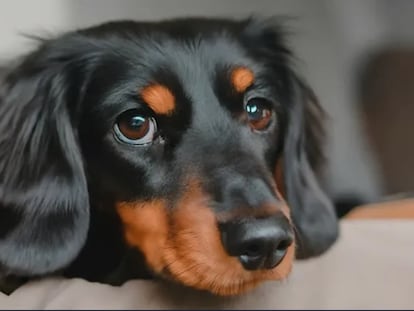 Imagen creada por la inteligencia artificial de Imagen 2 de Google a partir de un comando de texto: "perro de raza Dachshund de pelo largo sobre un sofá".