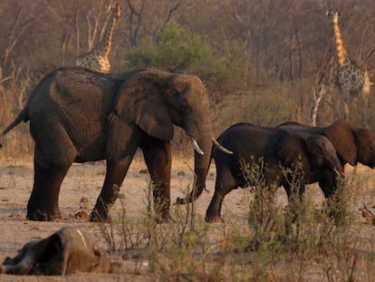 Elefantes y jirafas junto a los restos de un elefante muerto en el Parque Nacional de Hwange, en Zimbabue el pasado mes de agosto.