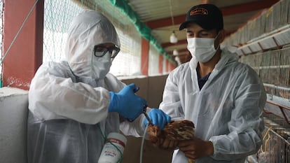 Dos técnicos vacunan un pollo en una granja en Ecuador.