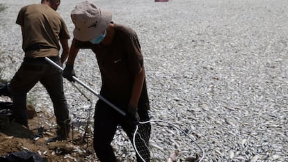 Los trabajadores recolectan peces muertos en un río cerca de la ciudad portuaria de Volos, el jueves 29 de agosto.